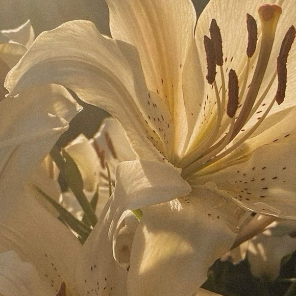 Meet your Posher, Anh - Picture 1 of 1